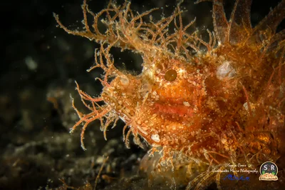 Ambon scorpionfish (40mm)
