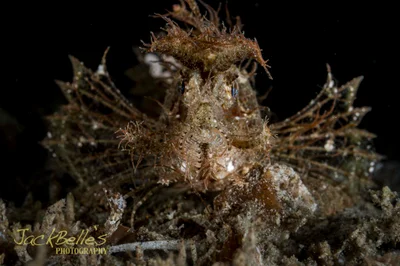 Pteroidichthys amboinensis