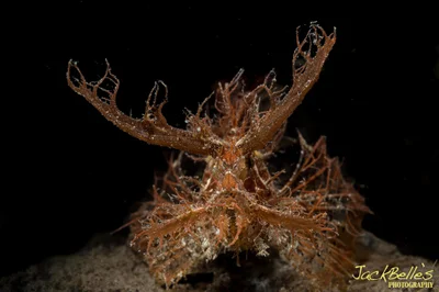 Pteroidichthys amboinensis