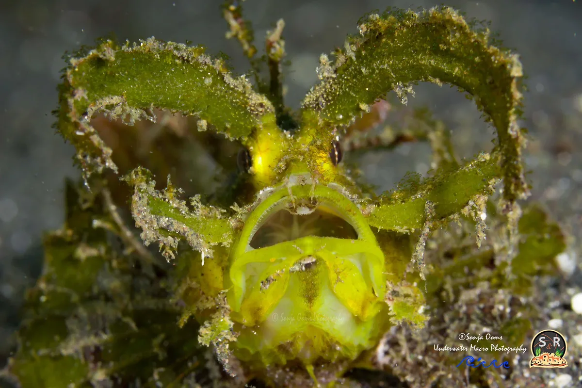 Ambon scorpionfish (60mm)