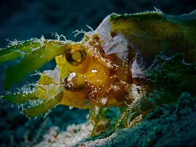 Ambon Scorpionfish , Ambon Skorpionfisch (Pteroidichthys amboinensis)