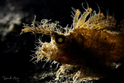 Ambon Scorpionfish (Pteroidichthys amboinensis)