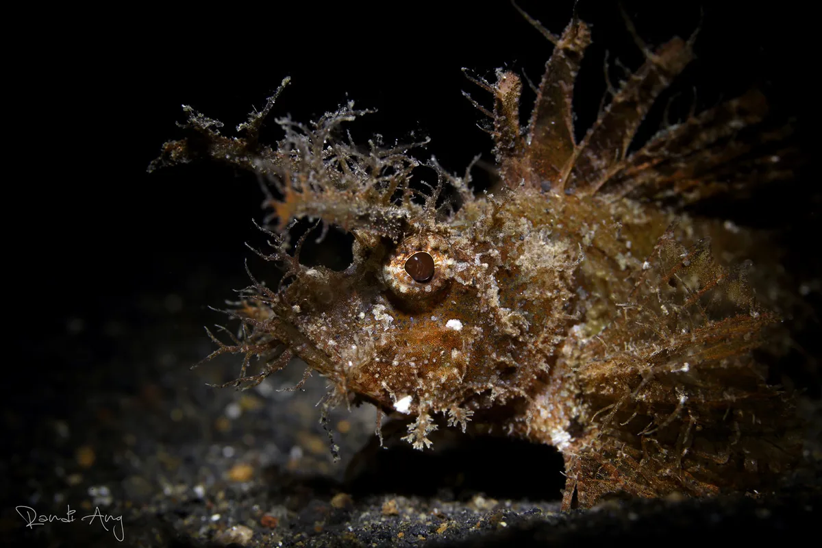 Ambon Scorpionfish (Pteroidichthys amboinensis)