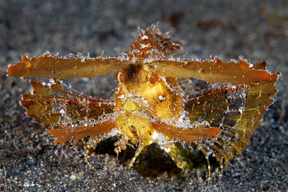 Ambon Scorpionfish - Pteroidichthys amboinensis