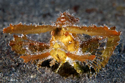 Ambon Scorpionfish - Pteroidichthys amboinensis