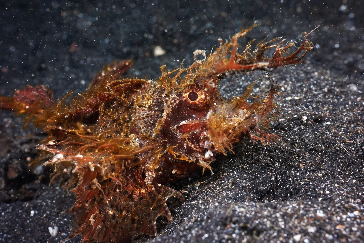 Ambon scorpionfish - 1