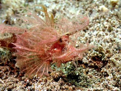 Pteroidichthys amboinensis