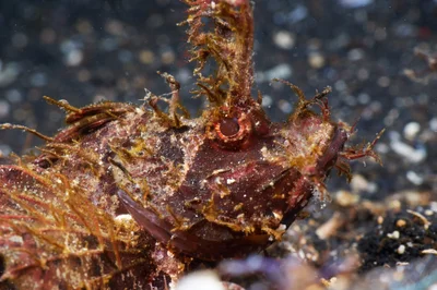 Ambon Scorpionfish Portrait