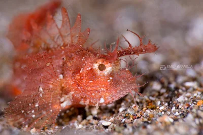 Pteroidichthys amboinensis