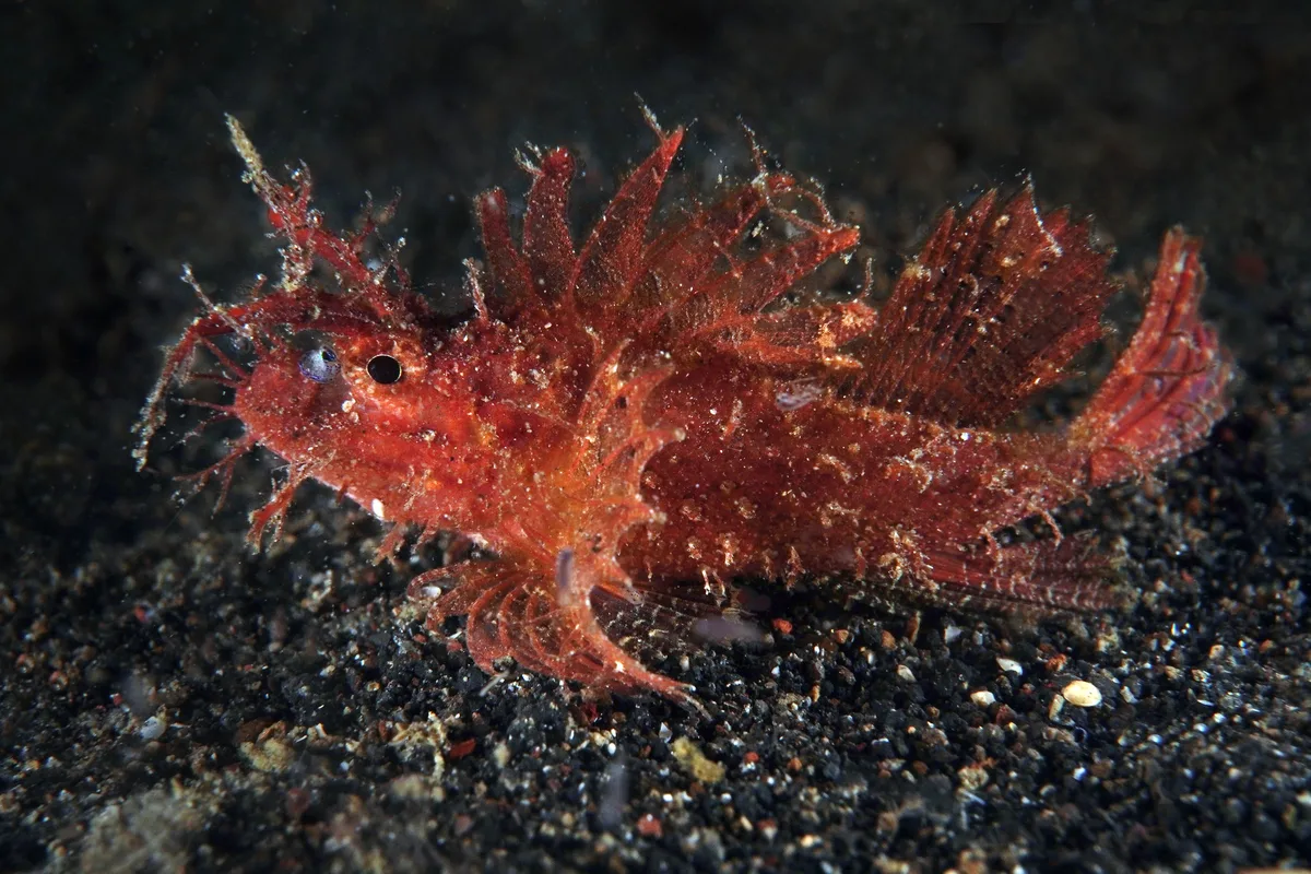 Pteroidichthys amboinensis