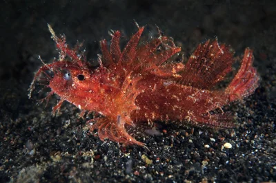 Pteroidichthys amboinensis