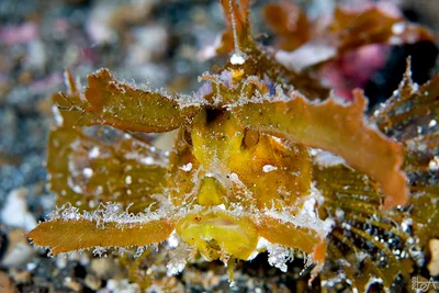 Ambon Scorpionfish
