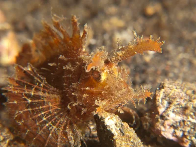 Ambon Scorpionfish - Pteroidichthys amboinensis