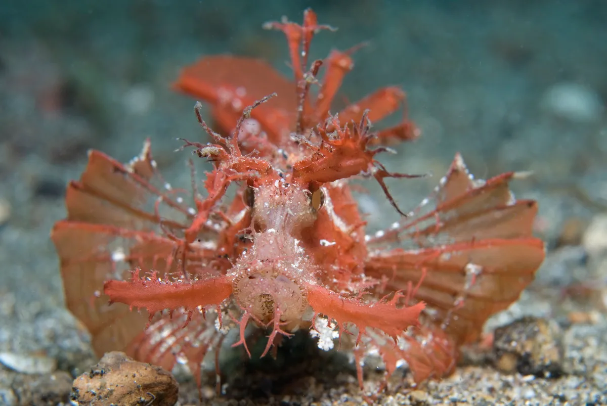 Ambon Scorpionfish
