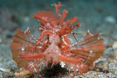 Ambon Scorpionfish