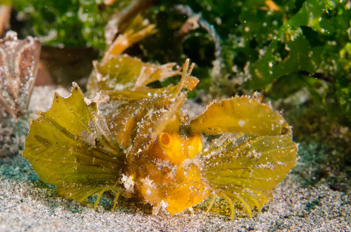 Ambon Scorpion Fish