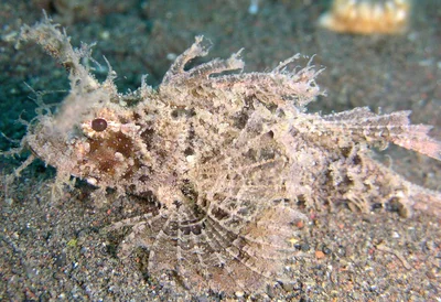 Ambon scorpionfish - Pteroidichthys amboinensis
