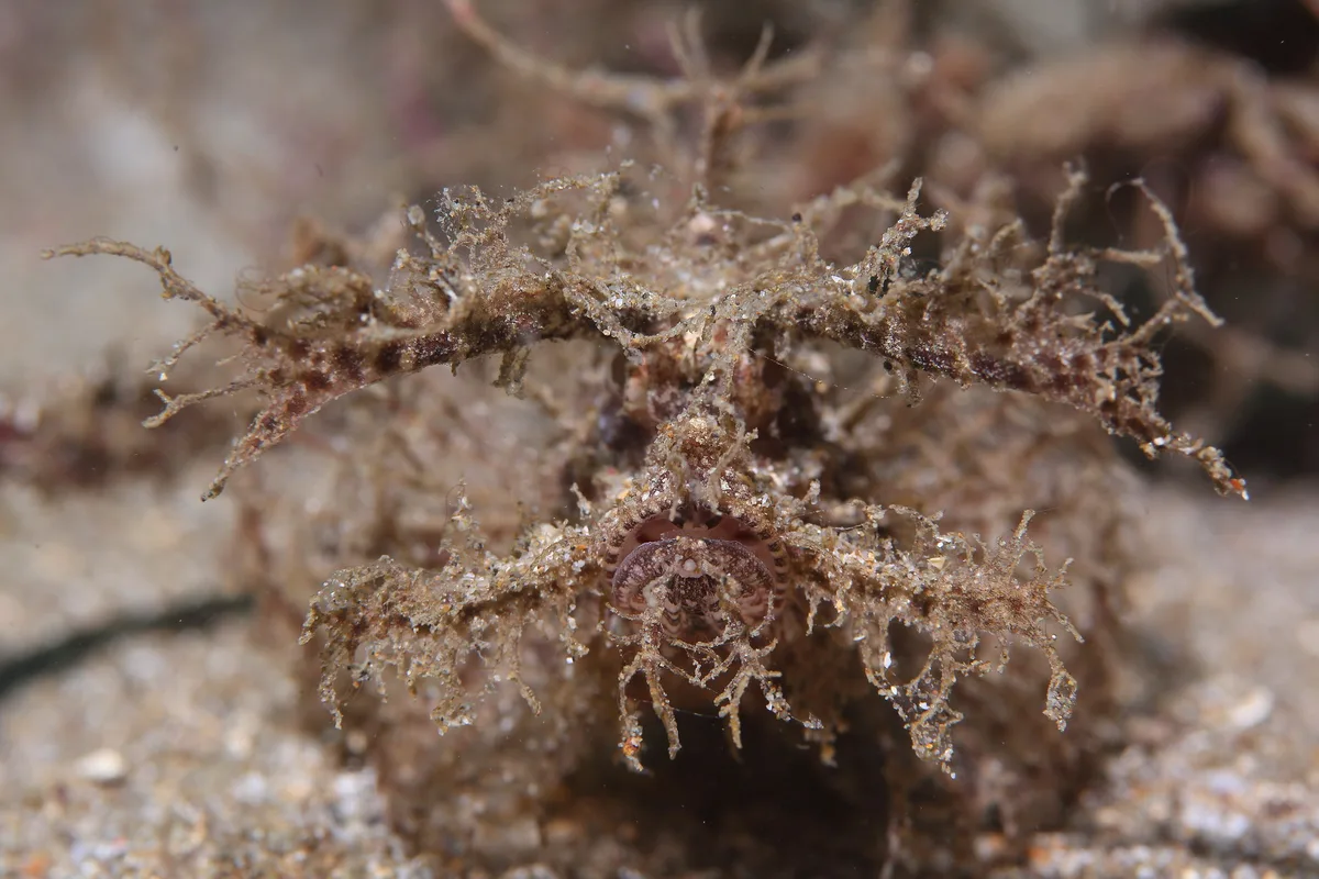 Pteroidichthys amboinensis 安邦狹簑鮋