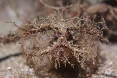Pteroidichthys amboinensis 安邦狹簑鮋