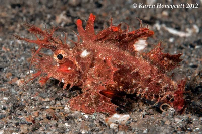 Pteroidichthys amboinensis (Ambon Scorpionfish) -  Komodo