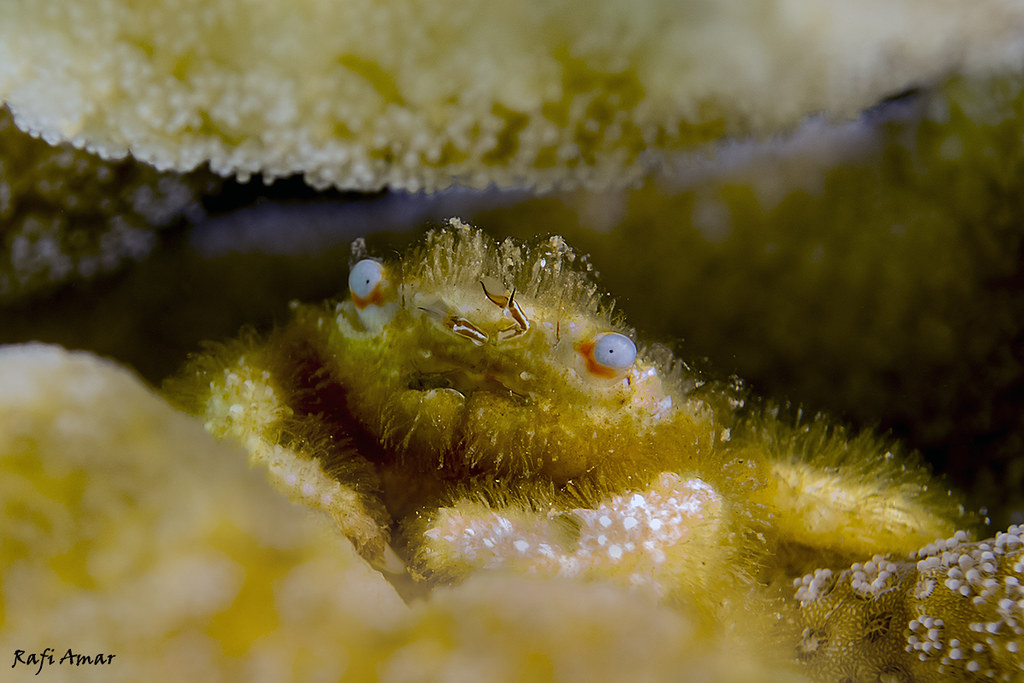 Blue-eyed Coral Crab - Cymo andreossyi