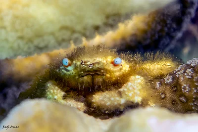 Blue-eyed Coral Crab - Cymo andreossyi