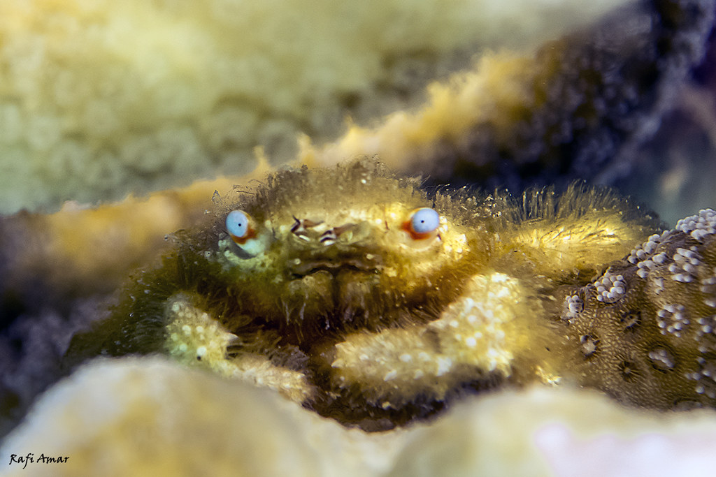 Blue-eyed Coral Crab - Cymo andreossyi