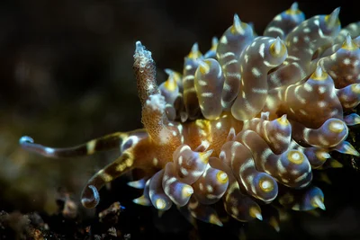Baeolidia moebii