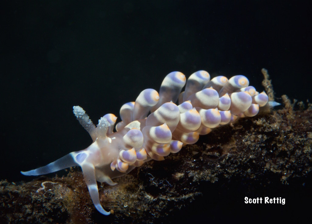 Baeolidia moebii