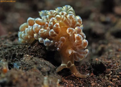 Baeolidia moebii