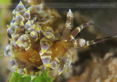 Baeolidia moebii
