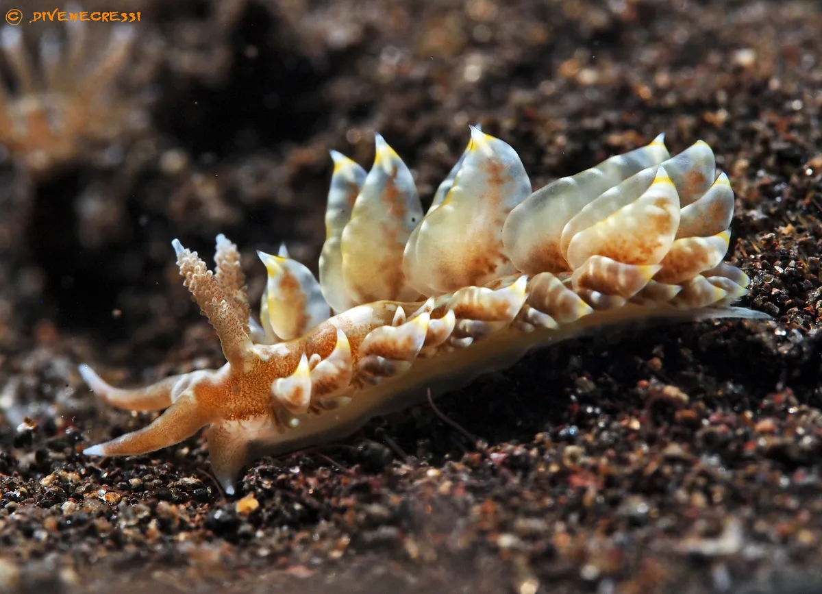Baeolidia moebii