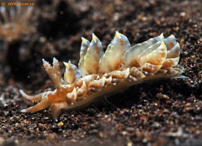 Baeolidia moebii
