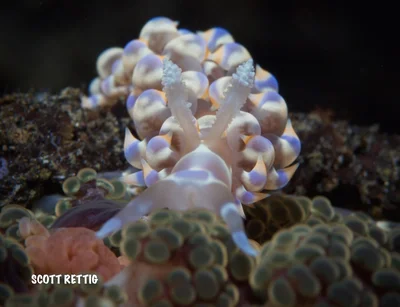 Baeolidia moebii