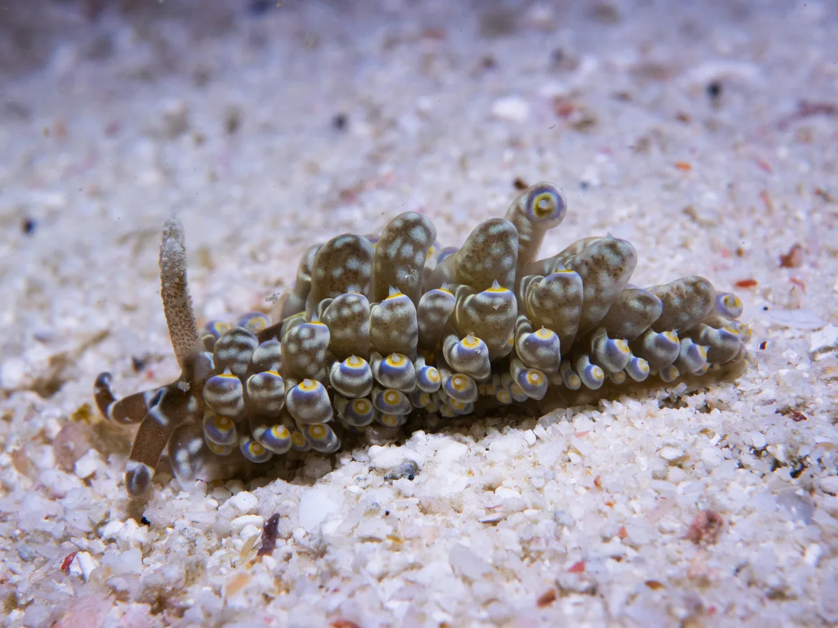 Baeolidia moebii