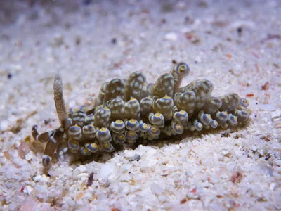 Baeolidia moebii