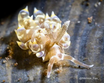 Baeolidia moebii - Balayan Bay, Calabarzon, PH