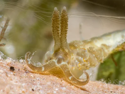 Baeolidia moebii - South Sinai, EG