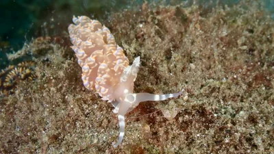 Baeolidia moebii - Malitbog, Southern Leyte, Philippines