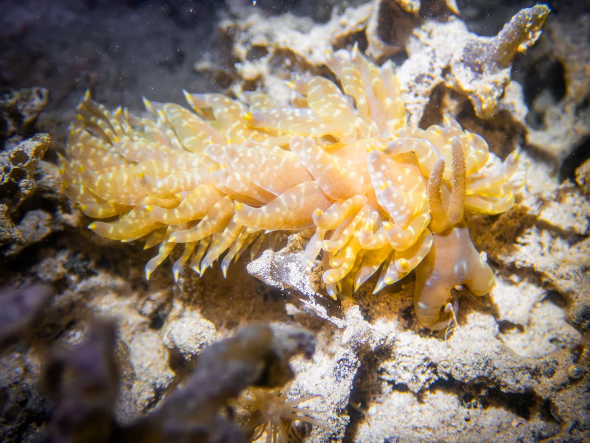 Baeolidia moebii - Hawaii, US