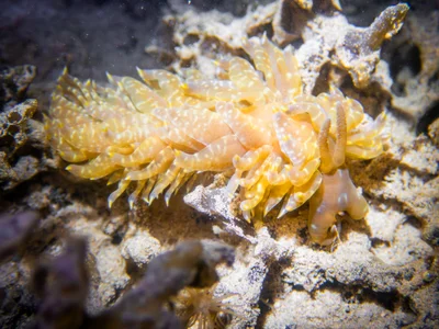 Baeolidia moebii - Hawaii, US