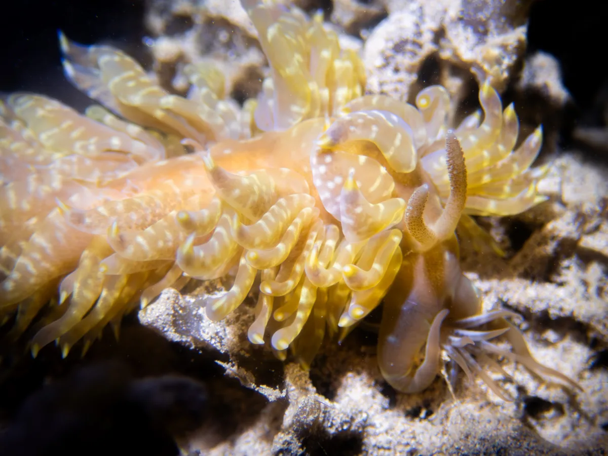 Baeolidia moebii - Hawaii, US