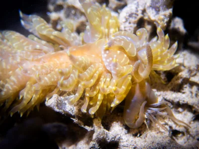 Baeolidia moebii - Hawaii, US