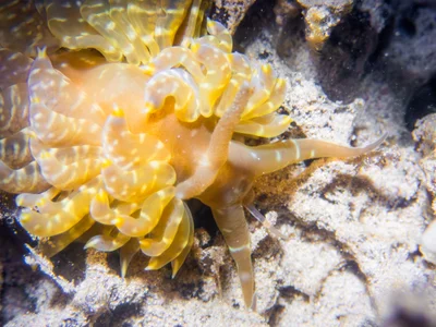 Baeolidia moebii - Hawaii, US