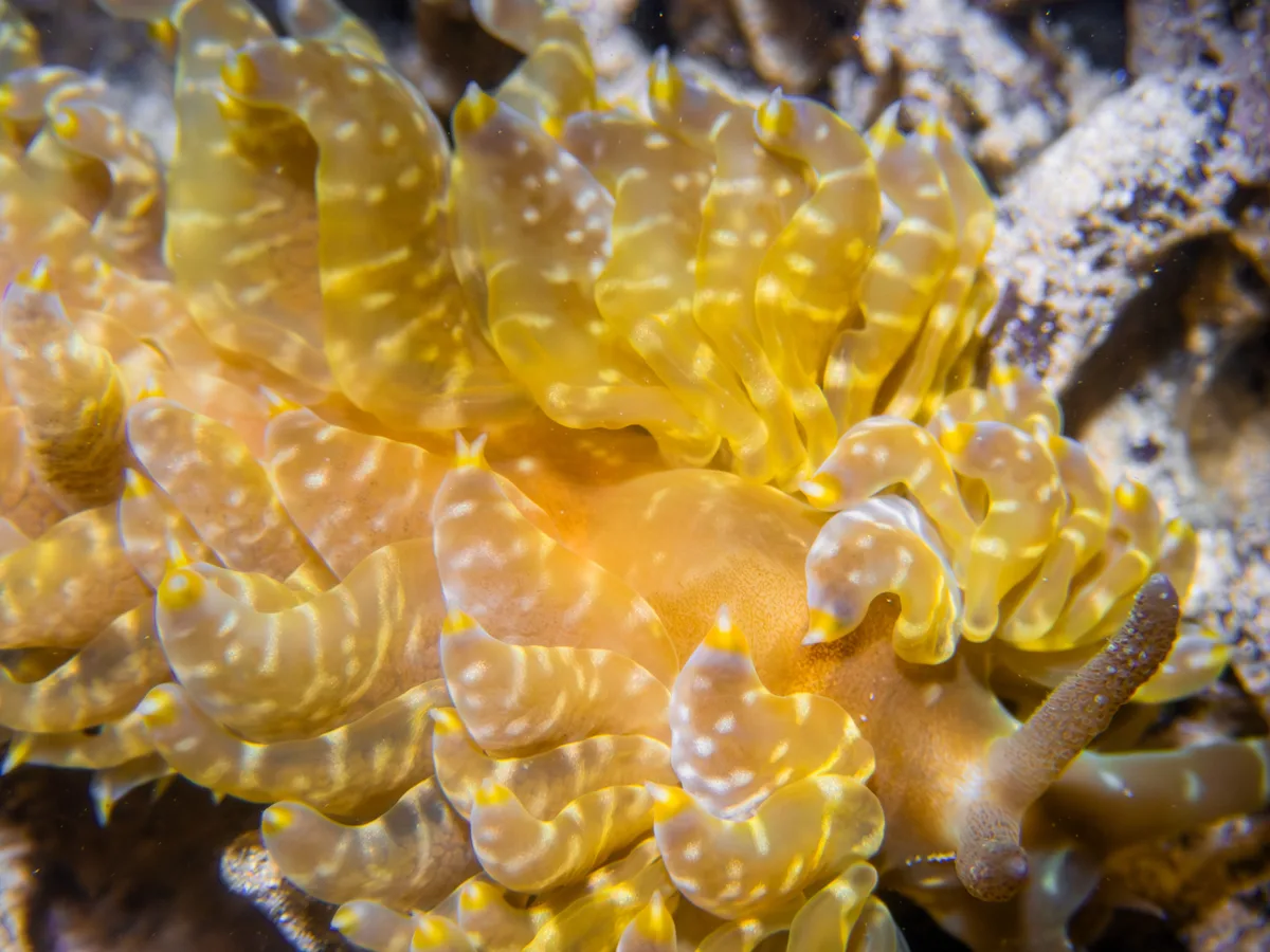 Baeolidia moebii - Hawaii, US