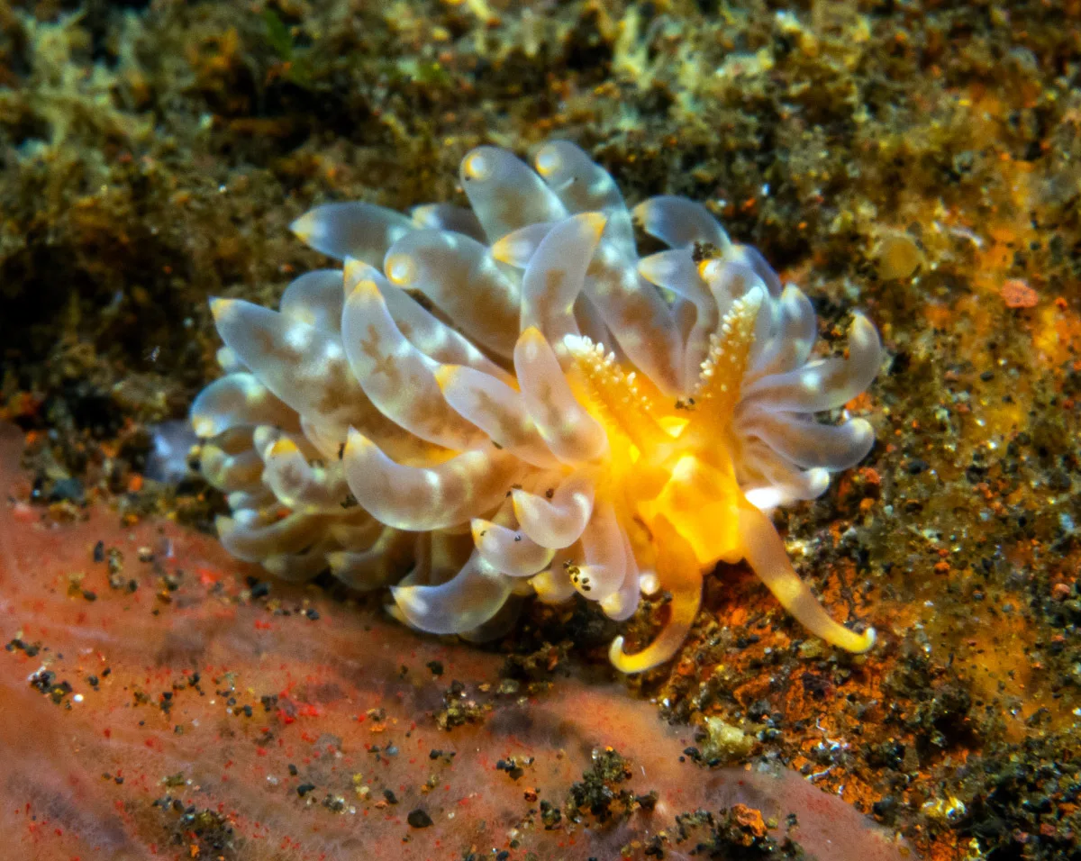 Baeolidia moebii - Cantik Point, near Tulamben, Kubu, Karangasem Regency, Bali, Indonesia