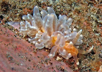 Baeolidia moebii - Cantik Point, near Tulamben, Kubu, Karangasem Regency, Bali, Indonesia