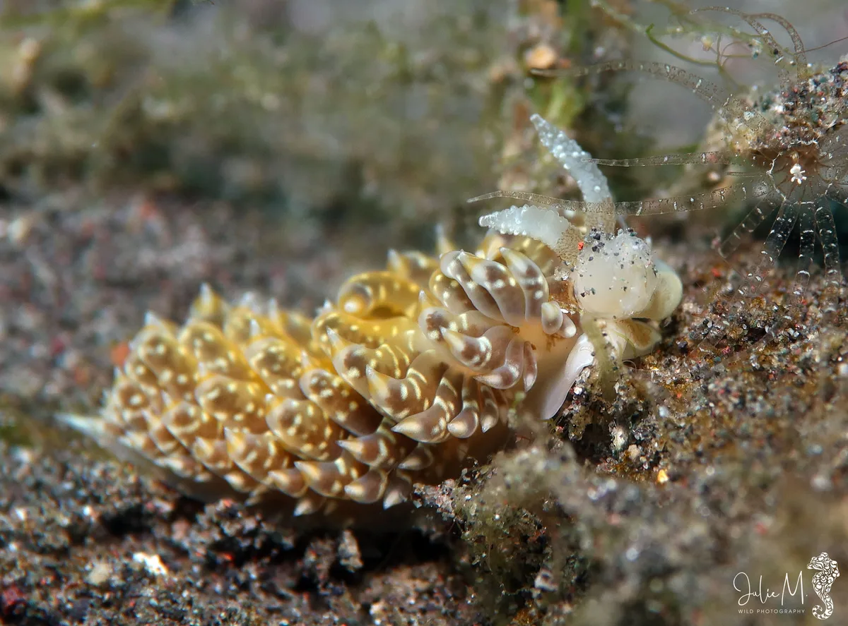 Baeolidia moebii - Bitung, ID-SW, ID