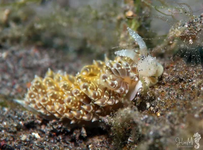 Baeolidia moebii - Bitung, ID-SW, ID
