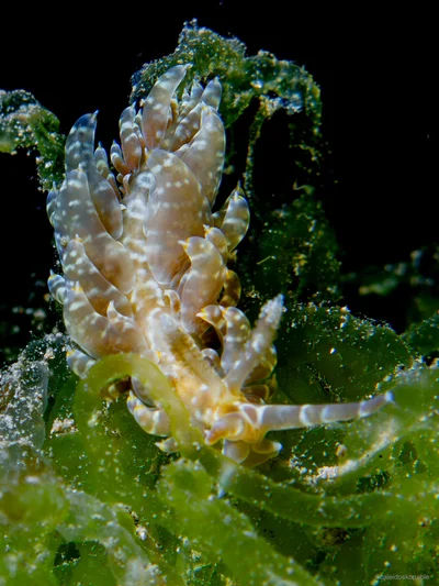 Baeolidia moebii - Mabini, Philippines